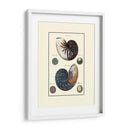 Concha De Mar Personalizada Vi - Diderot | Cuadro decorativo de Canvas Lab