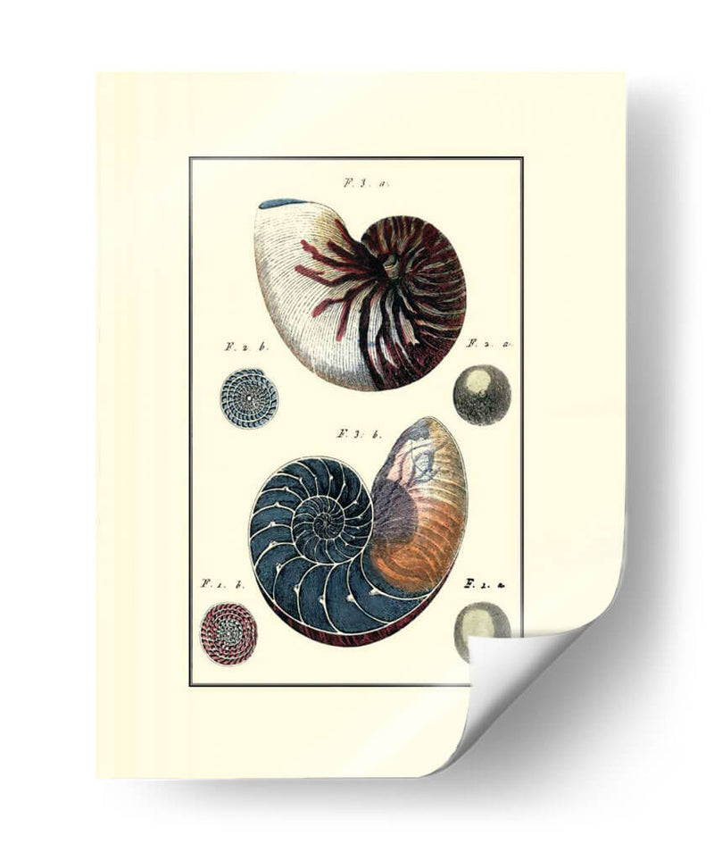 Concha De Mar Personalizada Vi - Diderot | Cuadro decorativo de Canvas Lab