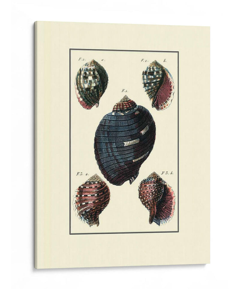 Concha De Mar Personalizada Vii - Diderot | Cuadro decorativo de Canvas Lab