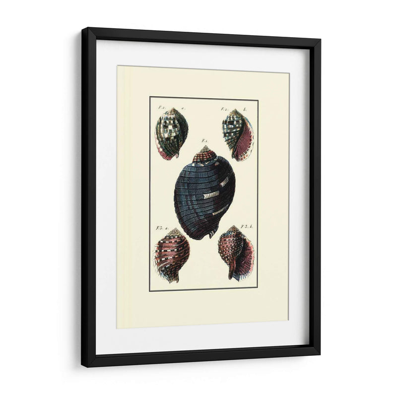 Concha De Mar Personalizada Vii - Diderot | Cuadro decorativo de Canvas Lab