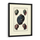 Concha De Mar Personalizada Vii - Diderot | Cuadro decorativo de Canvas Lab