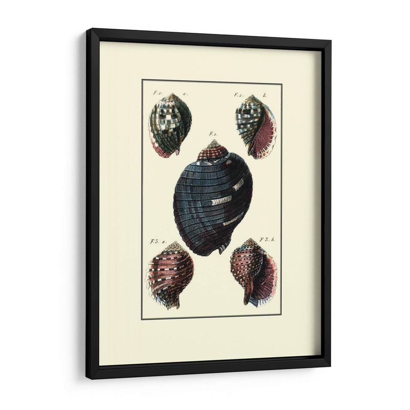 Concha De Mar Personalizada Vii - Diderot | Cuadro decorativo de Canvas Lab