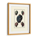 Concha De Mar Personalizada Vii - Diderot | Cuadro decorativo de Canvas Lab