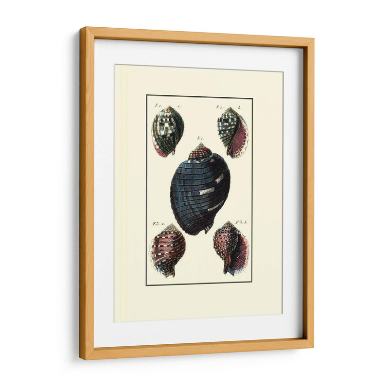 Concha De Mar Personalizada Vii - Diderot | Cuadro decorativo de Canvas Lab