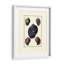 Concha De Mar Personalizada Vii - Diderot | Cuadro decorativo de Canvas Lab