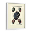 Concha De Mar Personalizada Vii - Diderot | Cuadro decorativo de Canvas Lab