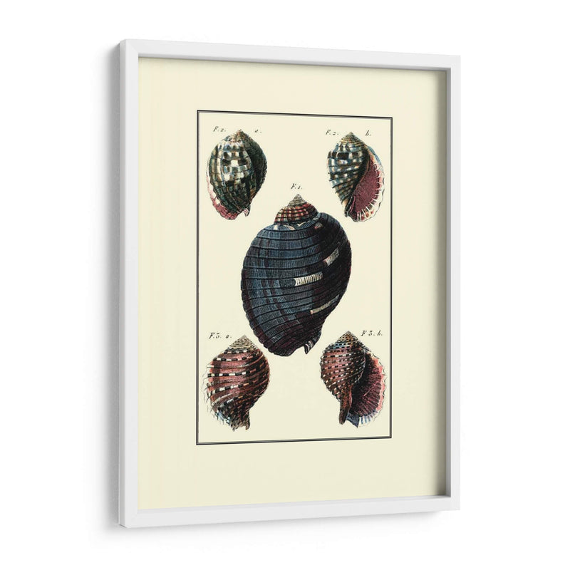 Concha De Mar Personalizada Vii - Diderot | Cuadro decorativo de Canvas Lab