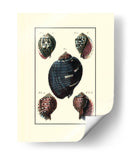 Concha De Mar Personalizada Vii - Diderot | Cuadro decorativo de Canvas Lab