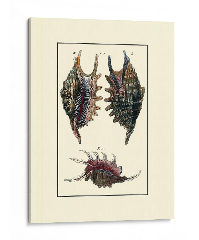 Concha De Mar De Encargo Viii - Diderot | Cuadro decorativo de Canvas Lab