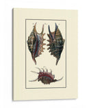 Concha De Mar De Encargo Viii - Diderot | Cuadro decorativo de Canvas Lab