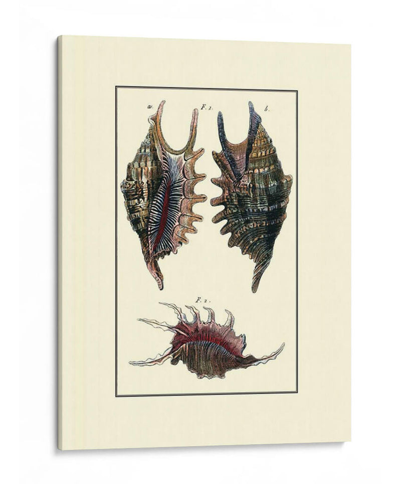 Concha De Mar De Encargo Viii - Diderot | Cuadro decorativo de Canvas Lab
