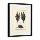 Concha De Mar De Encargo Viii - Diderot | Cuadro decorativo de Canvas Lab