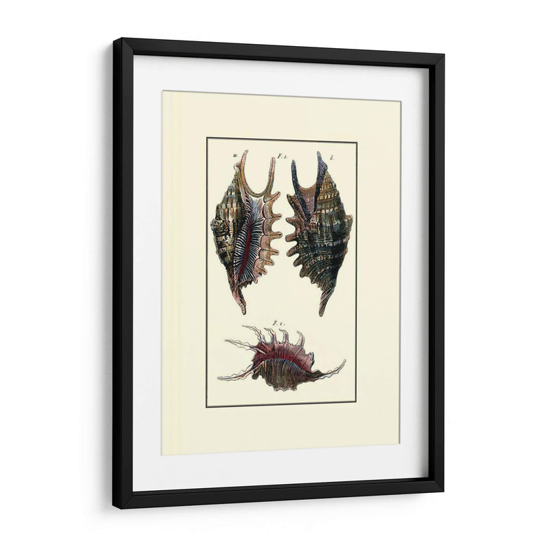 Concha De Mar De Encargo Viii - Diderot | Cuadro decorativo de Canvas Lab