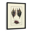 Concha De Mar De Encargo Viii - Diderot | Cuadro decorativo de Canvas Lab