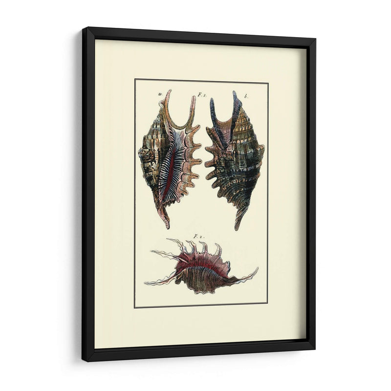 Concha De Mar De Encargo Viii - Diderot | Cuadro decorativo de Canvas Lab