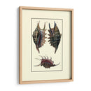 Concha De Mar De Encargo Viii - Diderot | Cuadro decorativo de Canvas Lab