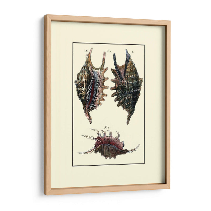 Concha De Mar De Encargo Viii - Diderot | Cuadro decorativo de Canvas Lab