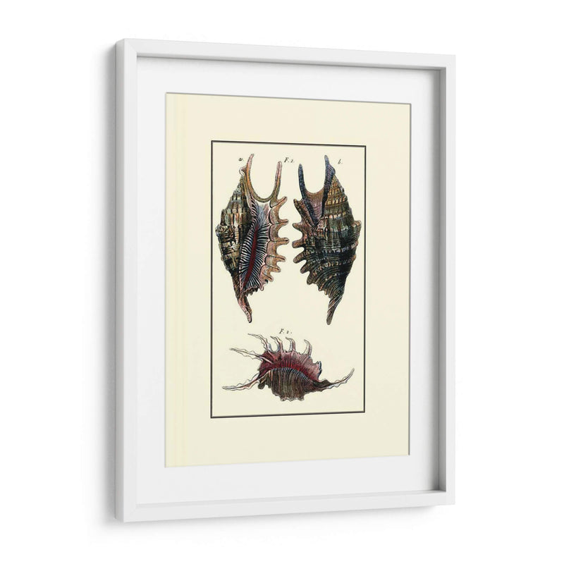 Concha De Mar De Encargo Viii - Diderot | Cuadro decorativo de Canvas Lab