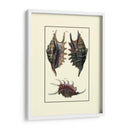 Concha De Mar De Encargo Viii - Diderot | Cuadro decorativo de Canvas Lab