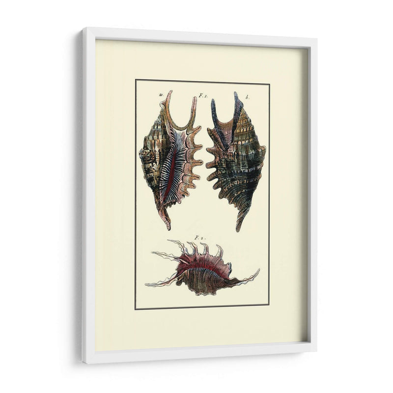 Concha De Mar De Encargo Viii - Diderot | Cuadro decorativo de Canvas Lab