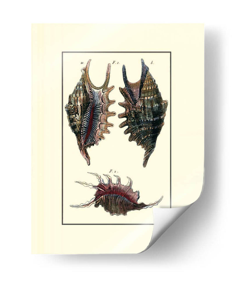 Concha De Mar De Encargo Viii - Diderot | Cuadro decorativo de Canvas Lab