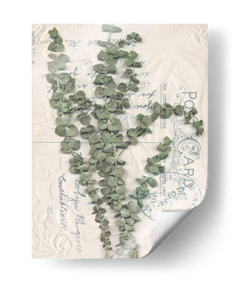 Postal Postal Wildflowers Iv - Jennifer Goldberger | Cuadro decorativo de Canvas Lab