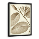 Recortada De La Sepia Ii Botánico - Vision Studio | Cuadro decorativo de Canvas Lab