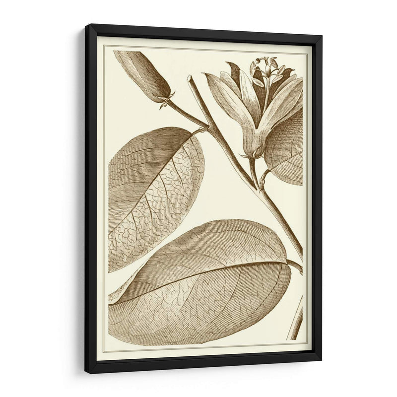 Recortada De La Sepia Ii Botánico - Vision Studio | Cuadro decorativo de Canvas Lab