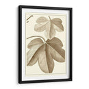Sepia Recortada Botánica Iii - Vision Studio | Cuadro decorativo de Canvas Lab