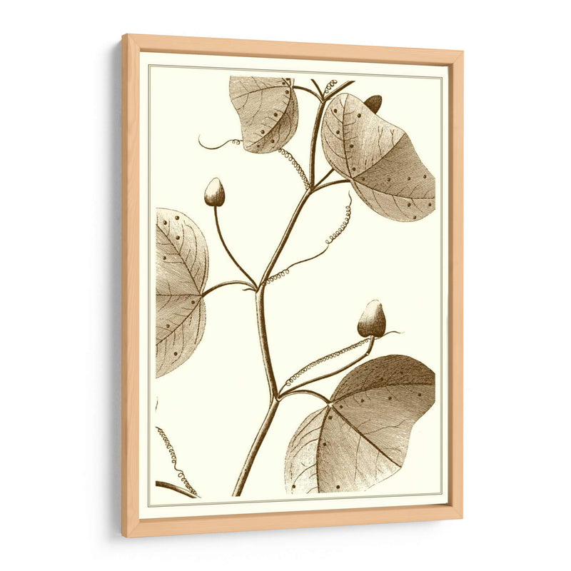 Sepia Recortada Botánica Iv - Vision Studio | Cuadro decorativo de Canvas Lab