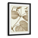 Sepia Recortada Botánica V - Vision Studio | Cuadro decorativo de Canvas Lab