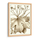 Sepia Recortada Botánica Vi - Vision Studio | Cuadro decorativo de Canvas Lab