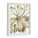 Sepia Recortada Botánica Vi - Vision Studio | Cuadro decorativo de Canvas Lab