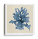 Algas Costeras Iv - Vision Studio | Cuadro decorativo de Canvas Lab