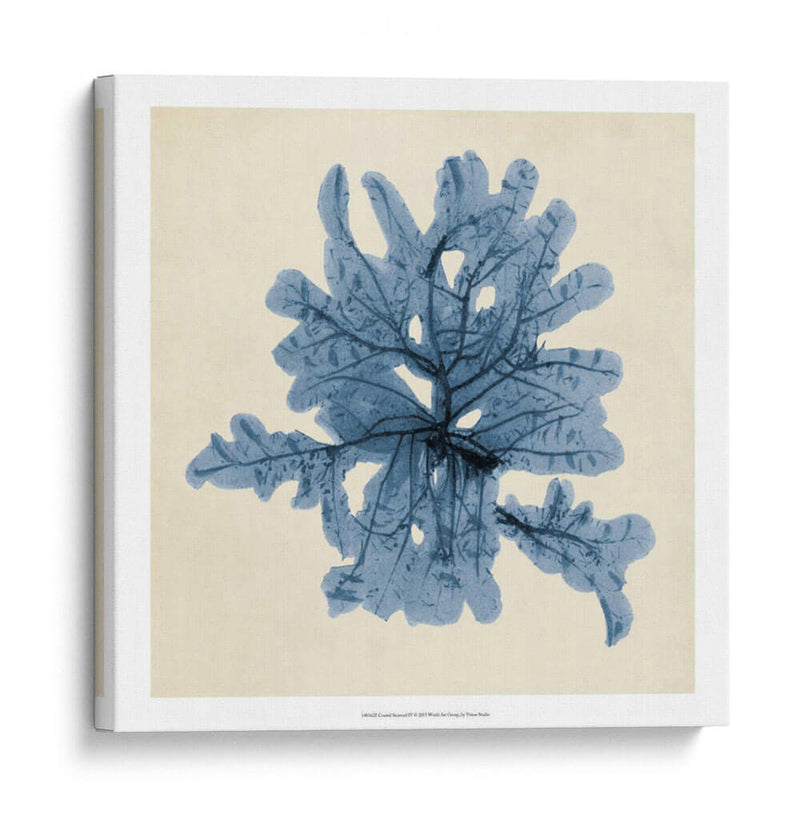 Algas Costeras Iv - Vision Studio | Cuadro decorativo de Canvas Lab