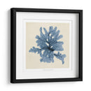 Algas Costeras Iv - Vision Studio | Cuadro decorativo de Canvas Lab