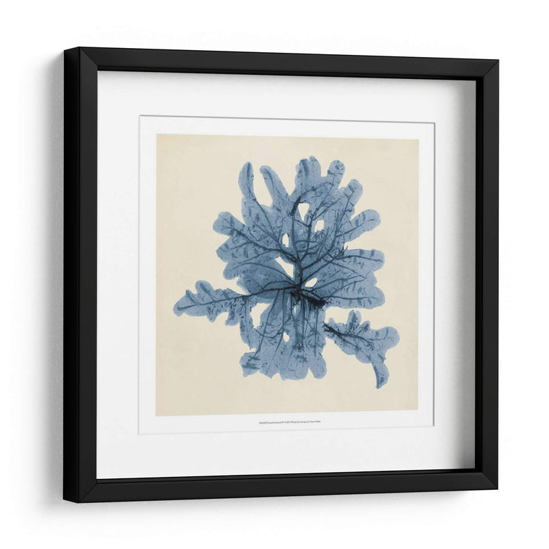 Algas Costeras Iv - Vision Studio | Cuadro decorativo de Canvas Lab