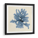 Algas Costeras Iv - Vision Studio | Cuadro decorativo de Canvas Lab