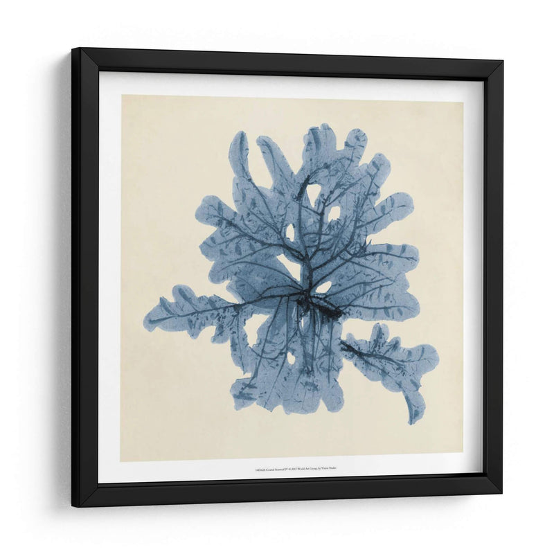 Algas Costeras Iv - Vision Studio | Cuadro decorativo de Canvas Lab