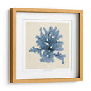 Algas Costeras Iv - Vision Studio | Cuadro decorativo de Canvas Lab