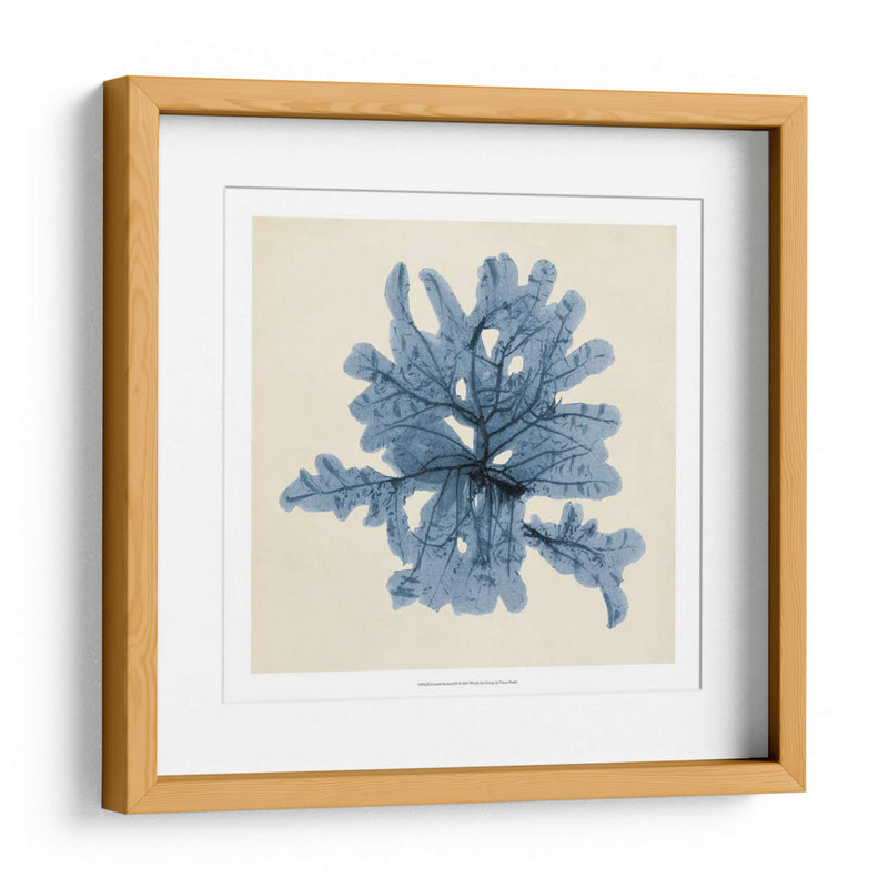 Algas Costeras Iv - Vision Studio | Cuadro decorativo de Canvas Lab