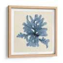 Algas Costeras Iv - Vision Studio | Cuadro decorativo de Canvas Lab