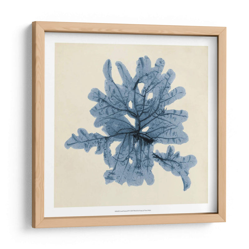 Algas Costeras Iv - Vision Studio | Cuadro decorativo de Canvas Lab