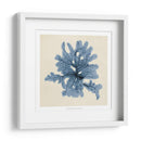 Algas Costeras Iv - Vision Studio | Cuadro decorativo de Canvas Lab