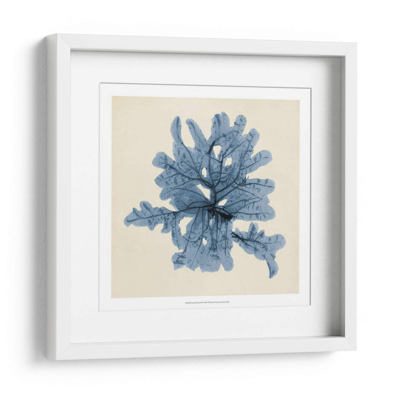 Algas Costeras Iv - Vision Studio | Cuadro decorativo de Canvas Lab