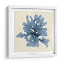 Algas Costeras Iv - Vision Studio | Cuadro decorativo de Canvas Lab