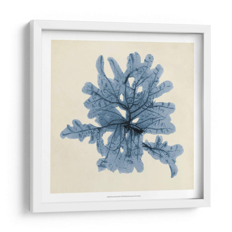 Algas Costeras Iv - Vision Studio | Cuadro decorativo de Canvas Lab