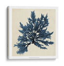 Algas Costeras Ix - Vision Studio | Cuadro decorativo de Canvas Lab