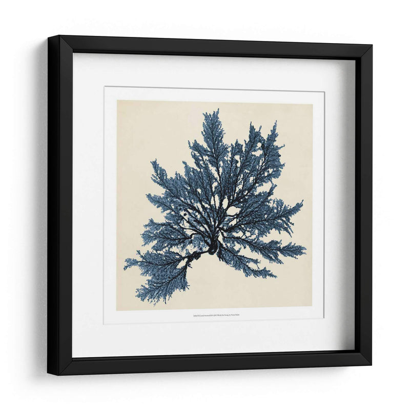 Algas Costeras Ix - Vision Studio | Cuadro decorativo de Canvas Lab