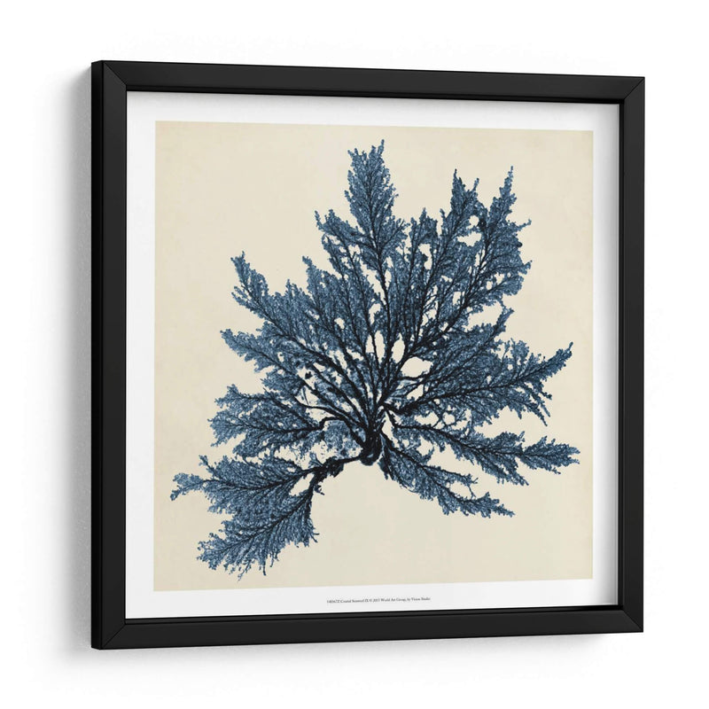 Algas Costeras Ix - Vision Studio | Cuadro decorativo de Canvas Lab